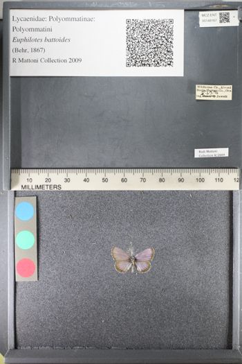Media type: image;   Entomology 148167